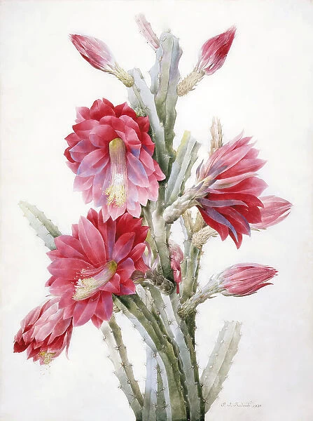 A Flowering Cactus: Heliocereus Speciosus, 1831. Creator: Pierre-Joseph Redoute