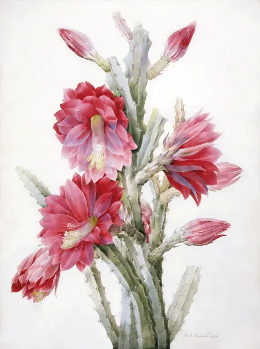Framed Print : A Flowering Cactus: Heliocereus Speciosus, 1831. Creator: Pierre-Joseph Redoute Framed Print : A Flowering Cactus: Heliocereus Speciosus, 1831. Creator: Pierre-Joseph Redoute