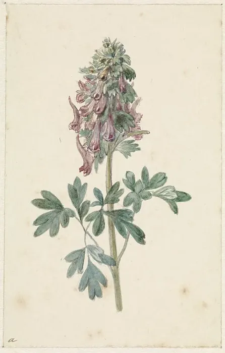 Framed Print : Flowering Corydalis Bulbosa, 1831-1900. Creator: Jan Jacob Goteling Vinnis Framed Print : Flowering Corydalis Bulbosa, 1831-1900. Creator: Jan Jacob Goteling Vinnis