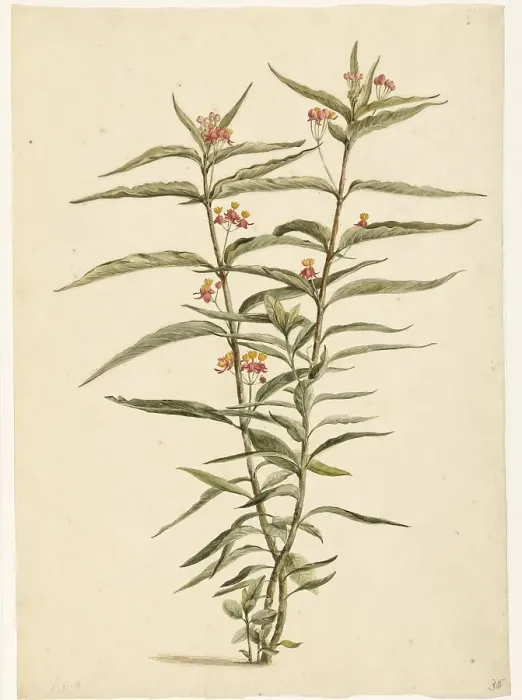 Framed Print : Flowering Frederiksbloem (Asclepias Curassavica), 1668-1729. Creator: Vincent Laurentz van der Vinne I Framed Print : Flowering Frederiksbloem (Asclepias Curassavica), 1668-1729. Creator: Vincent Laurentz van der Vinne I