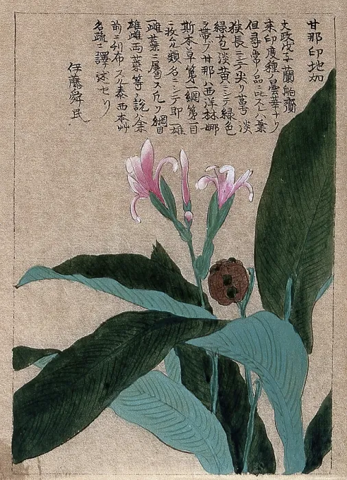 Framed Print : A flowering and fruiting plant stem. Creator: Unknown Framed Print : A flowering and fruiting plant stem. Creator: Unknown