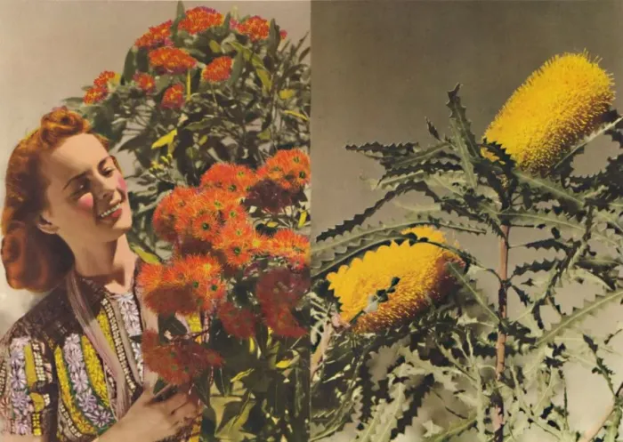 Framed Print : Flowering Gum and Banksia, c1947. Creator: Unknown Framed Print : Flowering Gum and Banksia, c1947. Creator: Unknown