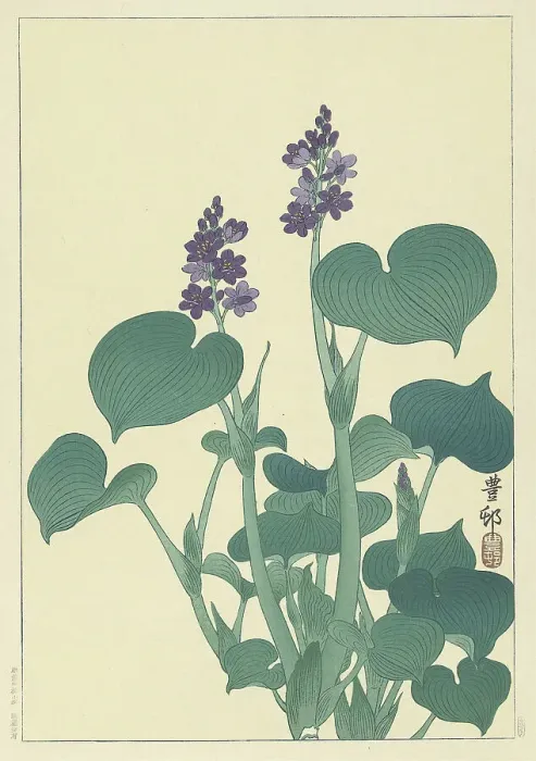 Framed Print : Flowering hosta. Creator: Ohara, Koson (1877-1945) Framed Print : Flowering hosta. Creator: Ohara, Koson (1877-1945)
