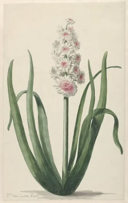 Framed Print : Flowering hyacinth, 1745-1784. Creator: Pieter van Loo Framed Print : Flowering hyacinth, 1745-1784. Creator: Pieter van Loo