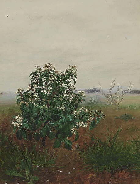 Flowering Laurustinus in front of a Landscape, 1864. Creator: Leon Bonvin