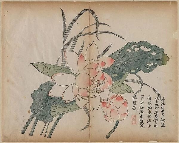 Flowering Lotus and Bud, 18th Century. Creator: Unknown