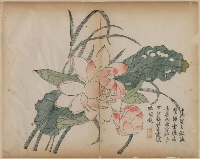 Framed Print : Flowering Lotus and Bud, 18th Century. Creator: Unknown Framed Print : Flowering Lotus and Bud, 18th Century. Creator: Unknown
