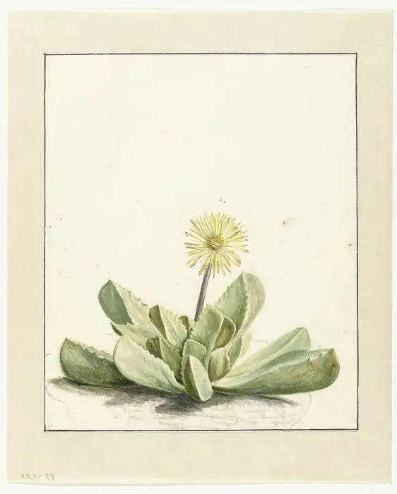 Framed Print : Flowering Mesembryanthemum, 1668-1729. Creator: Vincent Laurentz van der Vinne I Framed Print : Flowering Mesembryanthemum, 1668-1729. Creator: Vincent Laurentz van der Vinne I