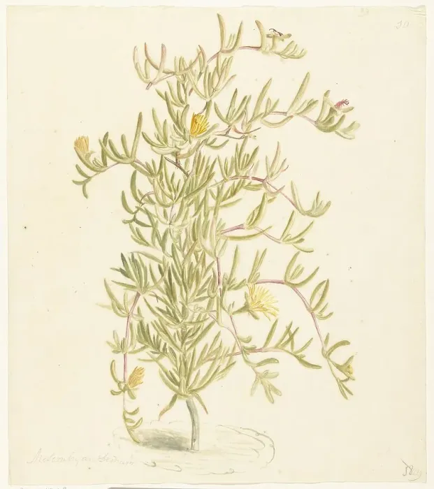 Framed Print : Flowering Mesembryanthemum from the Aizoaceae family, 1668-1729. Creator: Vincent Laurentz van der Vinne I Framed Print : Flowering Mesembryanthemum from the Aizoaceae family, 1668-1729. Creator: Vincent Laurentz van der Vinne I