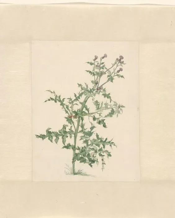 Framed Print : Flowering plant, 1748-1824. Creator: Jacob van Eynden Framed Print : Flowering plant, 1748-1824. Creator: Jacob van Eynden