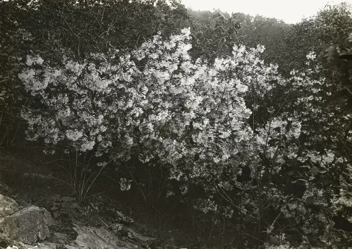 Framed Print : Flowering plant, between 1915 and 1935. Creator: Frances Benjamin Johnston Framed Print : Flowering plant, between 1915 and 1935. Creator: Frances Benjamin Johnston