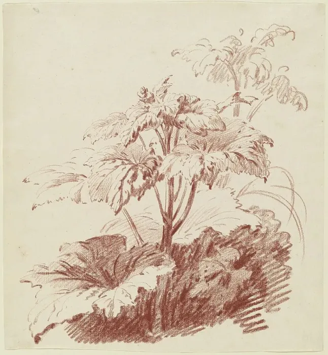 Framed Print : Flowering Plant with Buds, mid 1760s. Creator: Jean Baptiste Marie Huet Framed Print : Flowering Plant with Buds, mid 1760s. Creator: Jean Baptiste Marie Huet