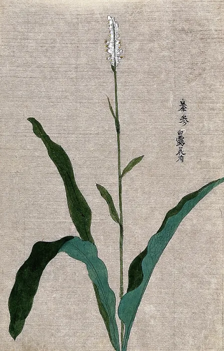 Framed Print : A flowering plant stem. Creator: Unknown Framed Print : A flowering plant stem. Creator: Unknown