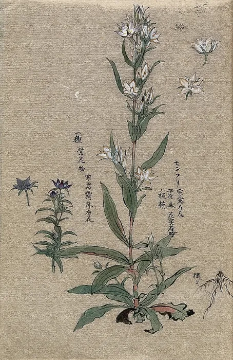 Framed Print : Two flowering plants. Creator: Unknown Framed Print : Two flowering plants. Creator: Unknown