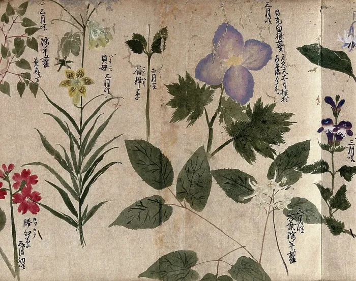 Framed Print : Eight flowering plants, including a labiate, 1870. Creator: Unknown Framed Print : Eight flowering plants, including a labiate, 1870. Creator: Unknown