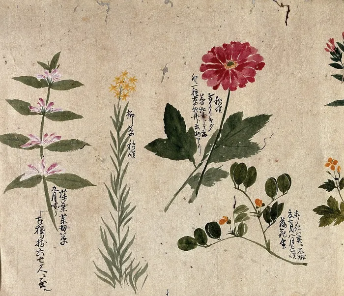 Framed Print : Four flowering plants, including a legume, a labiate and an anemone, 1870. Creator: Unknown Framed Print : Four flowering plants, including a legume, a labiate and an anemone, 1870. Creator: Unknown