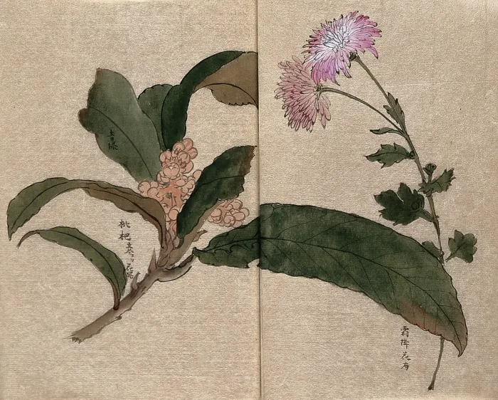 Framed Print : Two flowering plants, possibly a chrysanthemum and loquat (Eriobotrya japonica). Creator: Unknown Framed Print : Two flowering plants, possibly a chrysanthemum and loquat (Eriobotrya japonica). Creator: Unknown