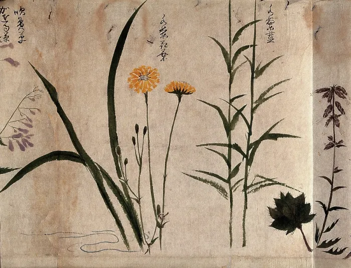 Framed Print : Three flowering plants, one possibly a composite, 1870. Creator: Unknown Framed Print : Three flowering plants, one possibly a composite, 1870. Creator: Unknown