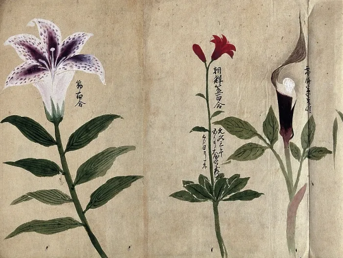 Framed Print : Three flowering plants, possibly including a lily and a species of Dracunculus, 1870. Creator: Unknown Framed Print : Three flowering plants, possibly including a lily and a species of Dracunculus, 1870. Creator: Unknown
