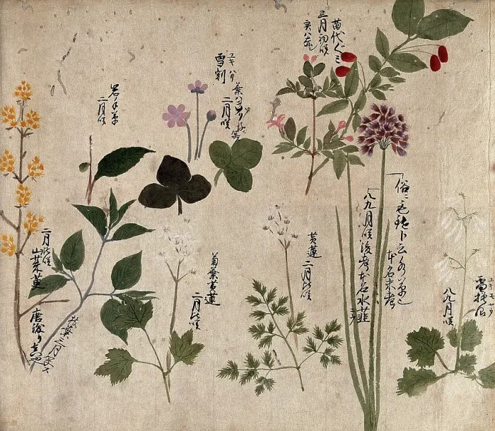 Framed Print : Eight flowering plants, possibly including a species of Allium and an Australian fuchsia... 1870. Creator: Unknown Framed Print : Eight flowering plants, possibly including a species of Allium and an Australian fuchsia... 1870. Creator: Unknown