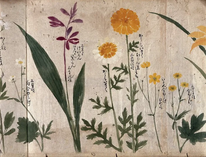 Framed Print : Six flowering plants, two possibly marigolds, 1870. Creator: Unknown Framed Print : Six flowering plants, two possibly marigolds, 1870. Creator: Unknown