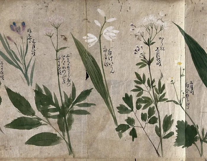Framed Print : Five flowering plants, one possibly a species of Thalictrum, 1870. Creator: Unknown Framed Print : Five flowering plants, one possibly a species of Thalictrum, 1870. Creator: Unknown