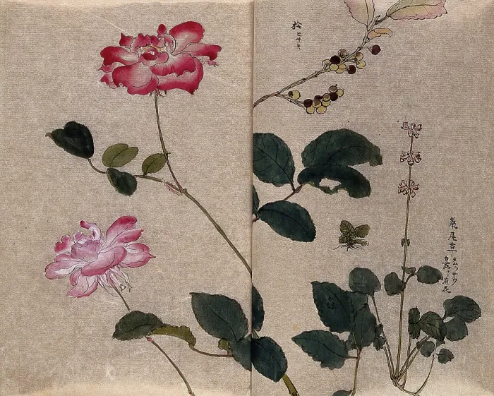 Framed Print : Two flowering roses (Rosa species) and two other unidentified plants. Creator: Unknown Framed Print : Two flowering roses (Rosa species) and two other unidentified plants. Creator: Unknown