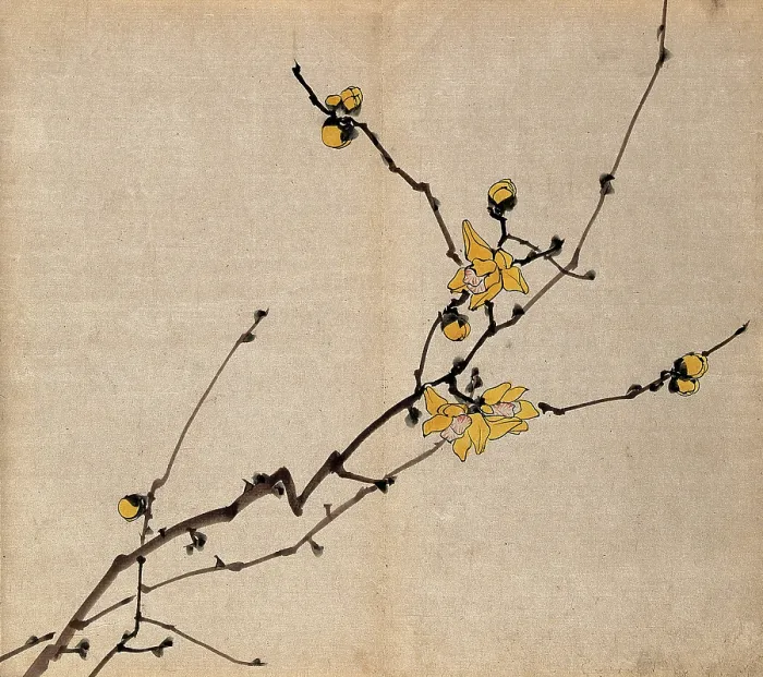 Framed Print : A flowering shrub: branch with yellow flowers on old wood. Creator: Unknown Framed Print : A flowering shrub: branch with yellow flowers on old wood. Creator: Unknown