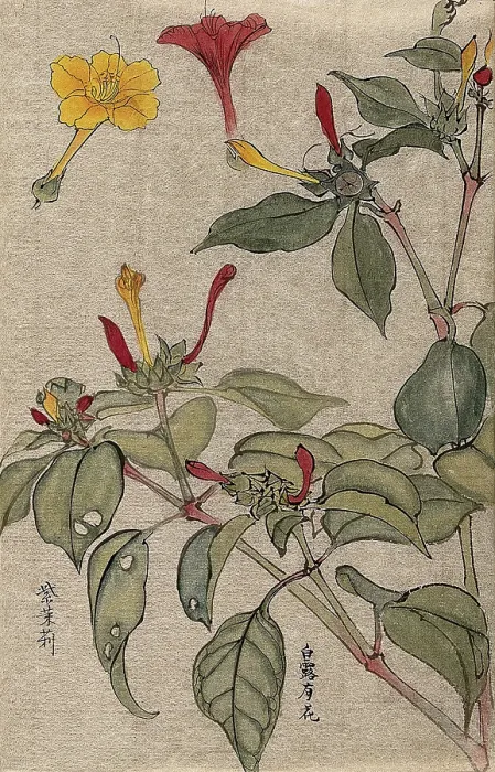 Framed Print : A flowering shrub, possibly Dipelta. Creator: Unknown Framed Print : A flowering shrub, possibly Dipelta. Creator: Unknown