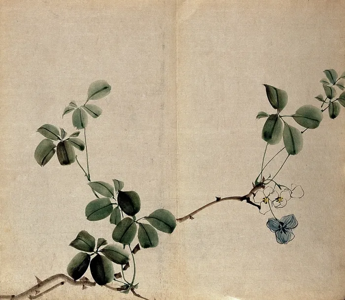 Framed Print : A flowering shrub: woody stem with white flowers. Creator: Unknown