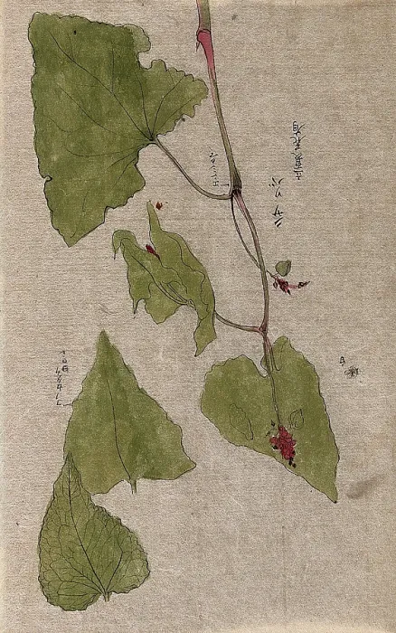 Framed Print : A flowering stem and separate floral segments. Creator: Unknown Framed Print : A flowering stem and separate floral segments. Creator: Unknown