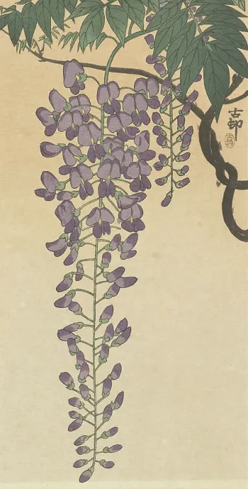 Framed Print : Flowering wisteria. Creator: Ohara, Koson (1877-1945) Framed Print : Flowering wisteria. Creator: Ohara, Koson (1877-1945)