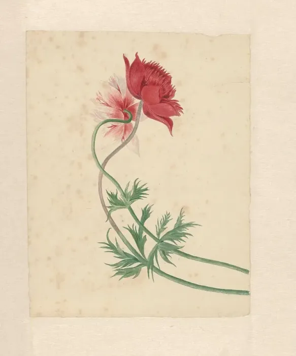 Framed Print : Two flowers, 1714-1760. Creator: Michiel van Huysum Framed Print : Two flowers, 1714-1760. Creator: Michiel van Huysum