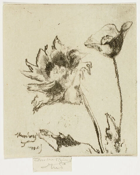 Two Flowers, 1890-95. Creator: Theodore Roussel