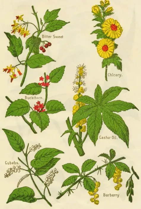 Framed Print : Flowers: Bitter Sweet, Buckthorn, Cubebs, Chicory, Castor Oil, Barberry, c1940 Framed Print : Flowers: Bitter Sweet, Buckthorn, Cubebs, Chicory, Castor Oil, Barberry, c1940