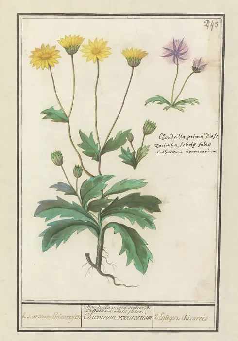 Framed Print : Two flowers from the composite family (Asteraceae), 1596-1610. Creators: Anselmus de Boodt, Elias Verhulst Framed Print : Two flowers from the composite family (Asteraceae), 1596-1610. Creators: Anselmus de Boodt, Elias Verhulst