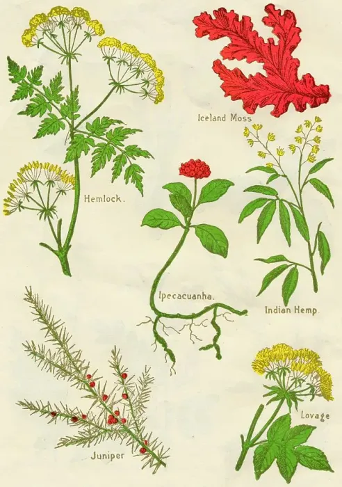 Framed Print : Flowers: Hemlock, Iceland Moss, Ipecacuanha, Indian Hemp, Juniper, Lovage, c1940 Framed Print : Flowers: Hemlock, Iceland Moss, Ipecacuanha, Indian Hemp, Juniper, Lovage, c1940