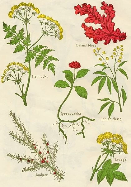 Flowers: Hemlock, Iceland Moss, Ipecacuanha, Indian Hemp, Juniper, Lovage, c1940