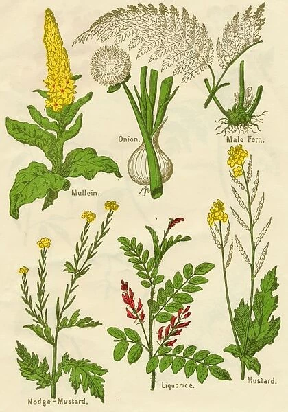 Flowers: Mullein, Onion, Male Fern, Nodge-Mustard, Liquorice, Mustard, c1940