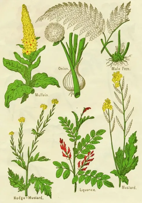 Framed Print : Flowers: Mullein, Onion, Male Fern, Nodge-Mustard, Liquorice, Mustard, c1940 Framed Print : Flowers: Mullein, Onion, Male Fern, Nodge-Mustard, Liquorice, Mustard, c1940