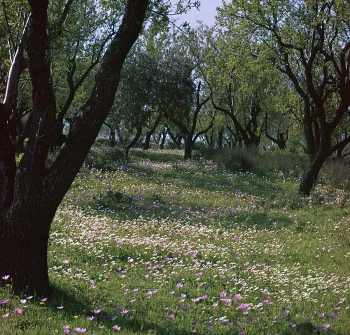 Framed Print : Flowers and olive trees in April in Phocis Framed Print : Flowers and olive trees in April in Phocis