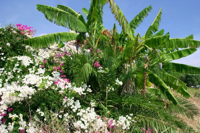Framed Print : Flowers and palms, Katelios, Kefalonia, Greece Framed Print : Flowers and palms, Katelios, Kefalonia, Greece