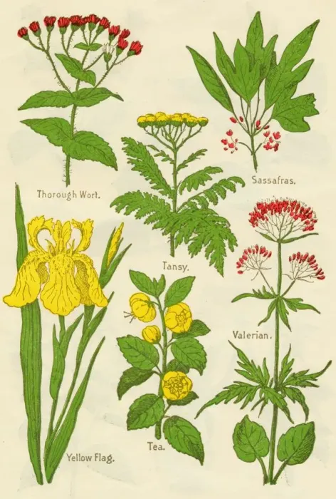 Framed Print : Flowers: Thorough Wort, Tansy, Sassafras, Valerian, Yellow Flag, Tea, Valerian, c1940 Framed Print : Flowers: Thorough Wort, Tansy, Sassafras, Valerian, Yellow Flag, Tea, Valerian, c1940