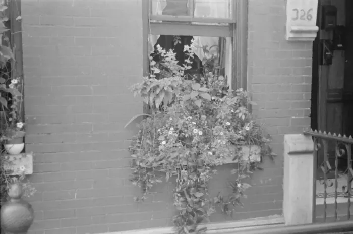 Framed Print : Flowers in a window, 61st Street between 1st and 3rd Avenues, New York, 1938. Creator: Walker Evans Framed Print : Flowers in a window, 61st Street between 1st and 3rd Avenues, New York, 1938. Creator: Walker Evans