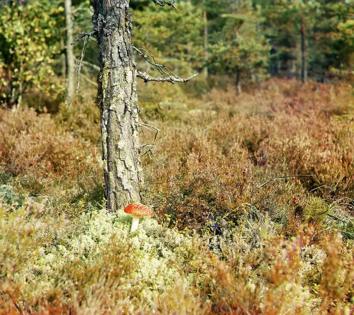 Framed Print : Fly agaric, between 1905 and 1915. Creator: Sergey Mikhaylovich Prokudin-Gorsky Framed Print : Fly agaric, between 1905 and 1915. Creator: Sergey Mikhaylovich Prokudin-Gorsky