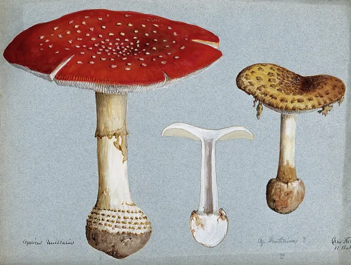 Framed Print : The fly agaric fungus (Amanita muscaria): three fruiting bodies. Creator: R Baker Framed Print : The fly agaric fungus (Amanita muscaria): three fruiting bodies. Creator: R Baker