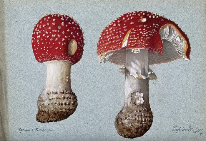 Framed Print : The fly agaric fungus (Amanita muscaria): two fruiting bodies, 1892. Creator: Unknown Framed Print : The fly agaric fungus (Amanita muscaria): two fruiting bodies, 1892. Creator: Unknown
