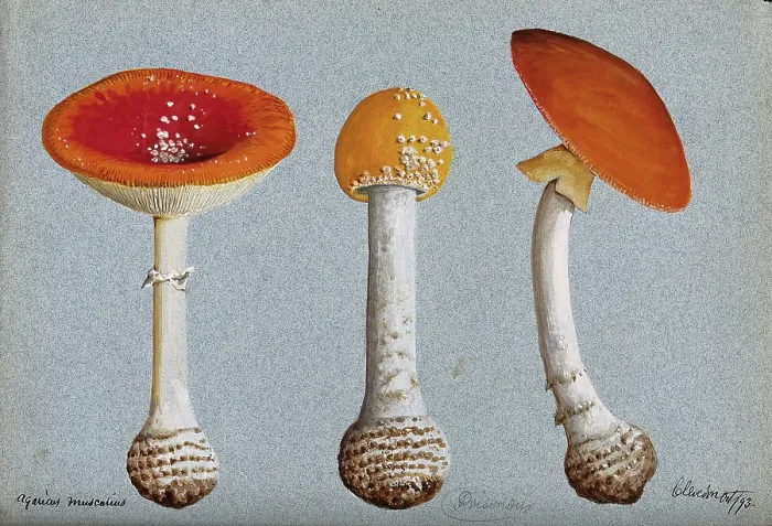 Framed Print : The fly agaric fungus (Amanita muscaria): three fruiting bodies, 1893. Creator: Unknown Framed Print : The fly agaric fungus (Amanita muscaria): three fruiting bodies, 1893. Creator: Unknown