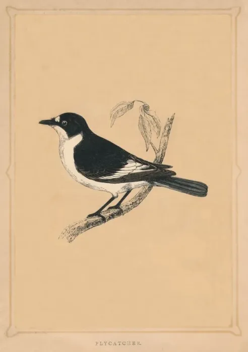 Framed Print : Flycatcher, (Muscicapidae), c1850, (1856) Framed Print : Flycatcher, (Muscicapidae), c1850, (1856)
