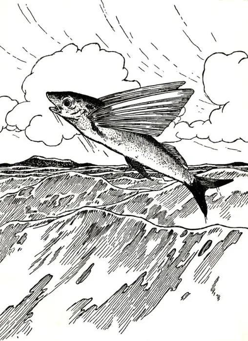 Framed Print : The Flying Fish, 1912. Artist: Charles Robinson Framed Print : The Flying Fish, 1912. Artist: Charles Robinson